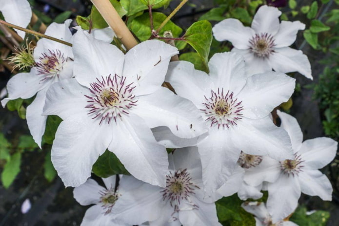 white petals