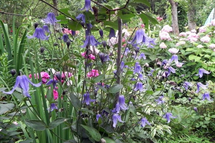 lilac clematis