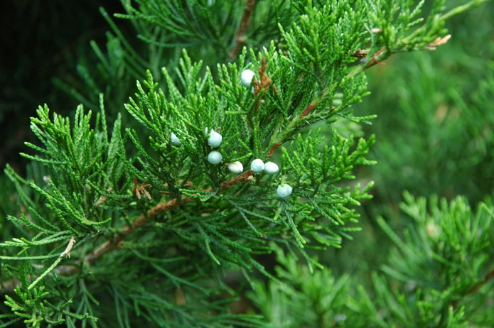 Juniper Virginian