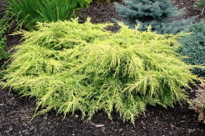 Juniper Pfitzeriana