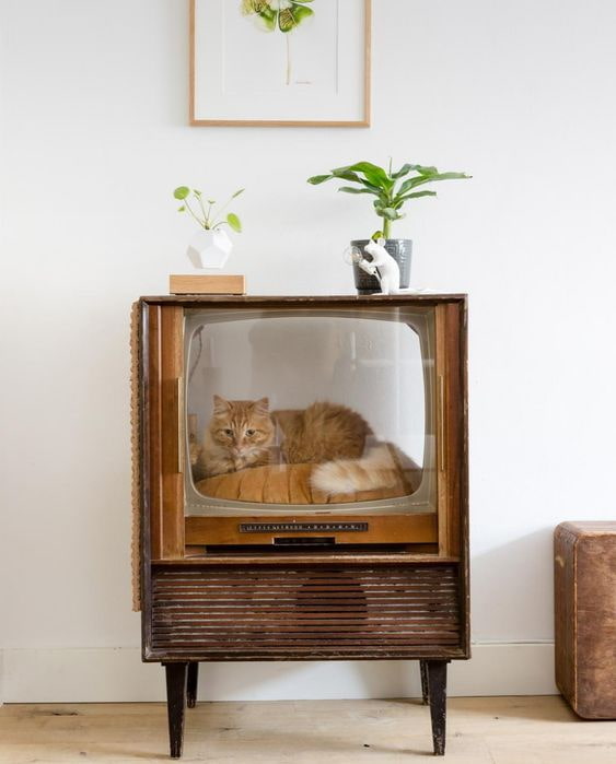 Cat in TV