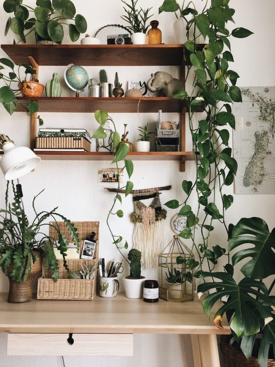 Plants