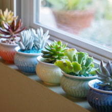 The most popular types of succulents-1