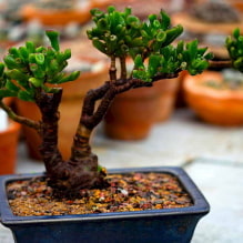 The most popular types of succulents-0