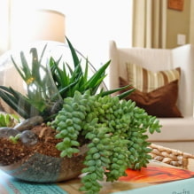 The most popular types of succulents-2