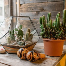 The most popular types of succulents-4