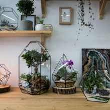 The most popular types of succulents-3
