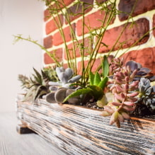 The most popular types of succulents-5