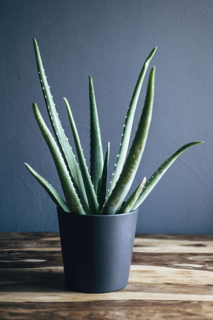 aloe vera true
