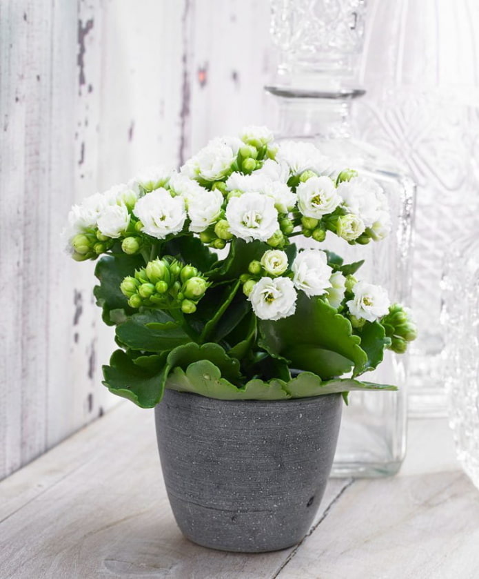 flowering Kalanchoe