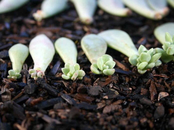 Echeveria propagation