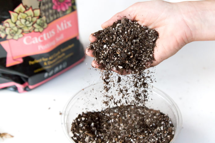 purchased soil for cacti