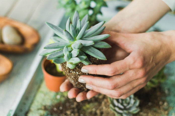 replanting a succulent