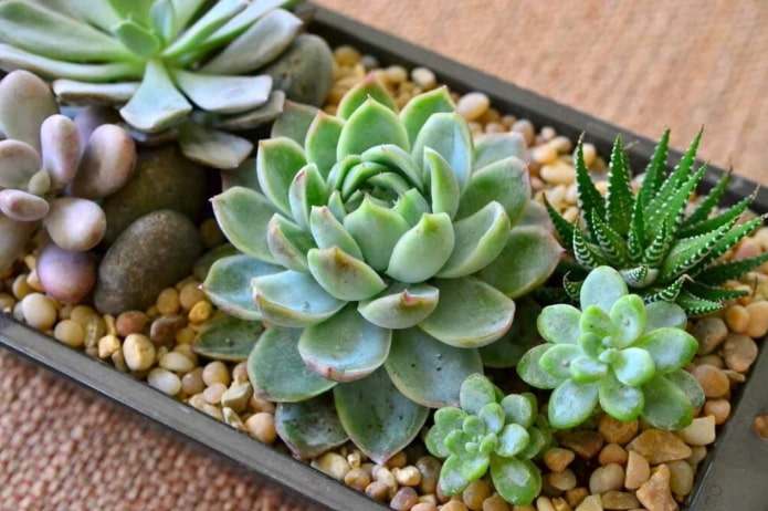 echeveria arrangement