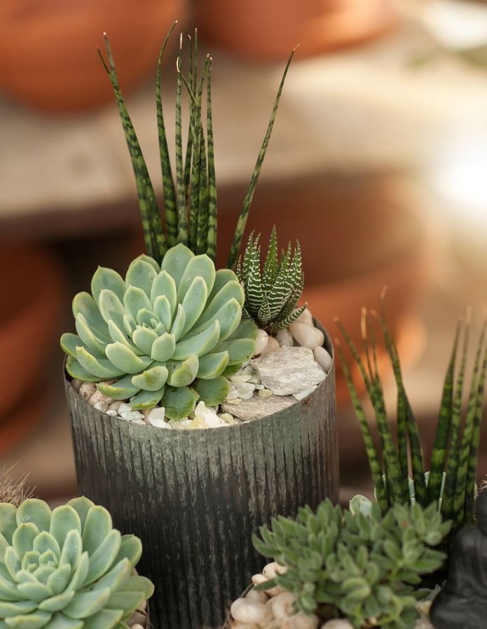 different succulents in one pot