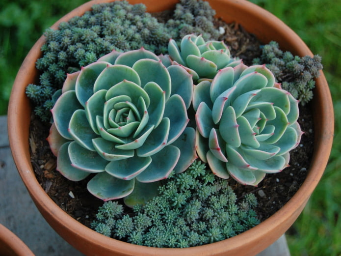 a combination of two types of plants