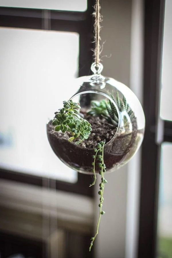 a florarium for succulents