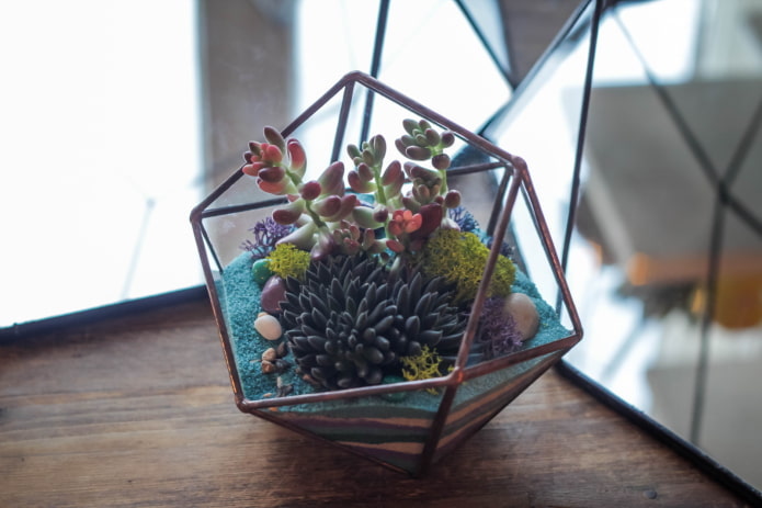 succulent florarium