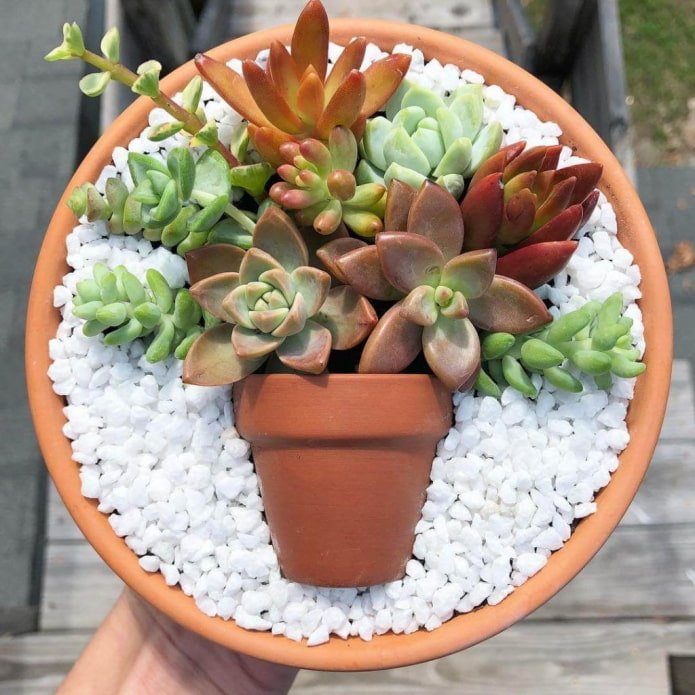 succulent bouquet