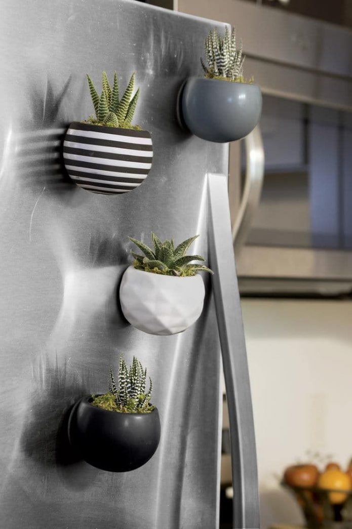 succulents on the refrigerator