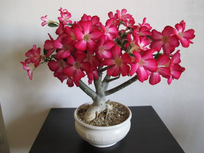 flowering adenium