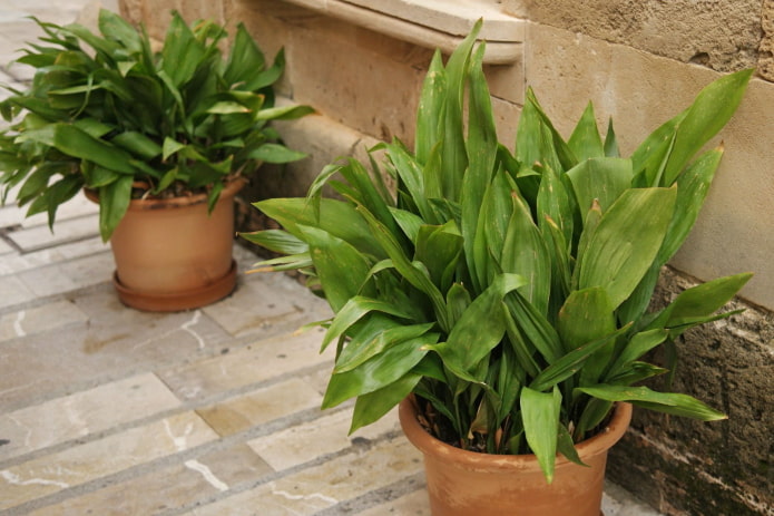 indoor lily