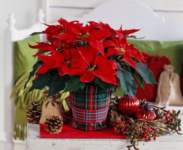 blooming poinsettia