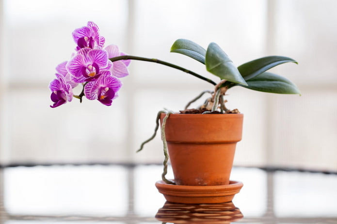 Orchid for the shade