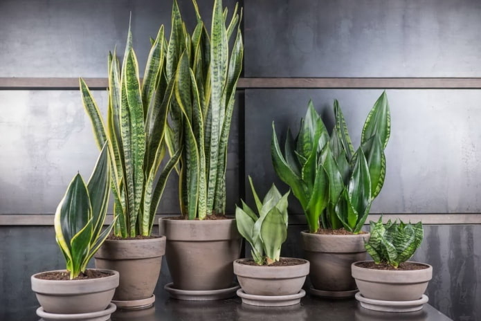 sansevieria species