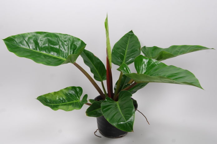 philodendron in the shade