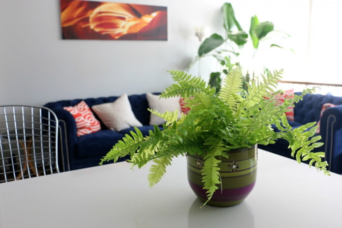 where to put a fern