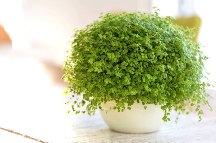 indoor plant with small leaves