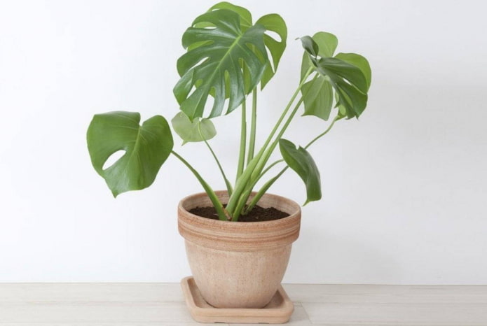 where to place a monstera