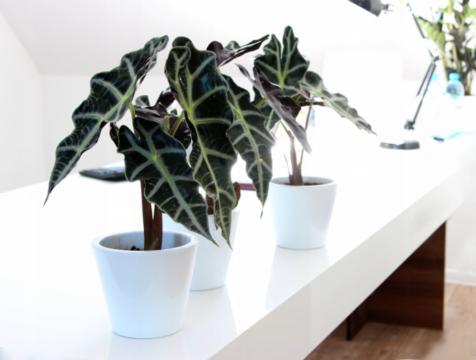 alocasia in a pot