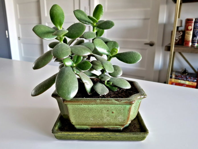 Fat woman in a low pot