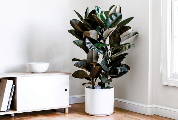 ficus in the shade