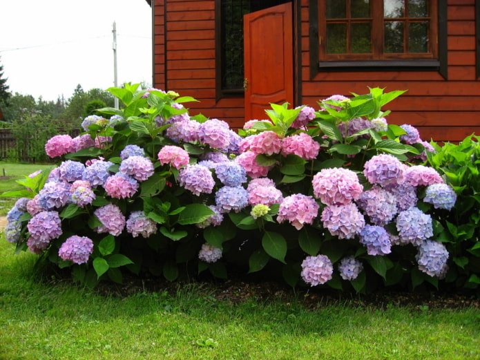 two hydrangea bushes