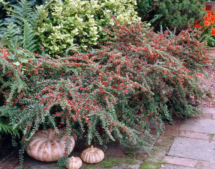 cotoneaster with berries