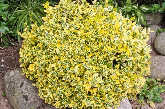 variegated euonymus