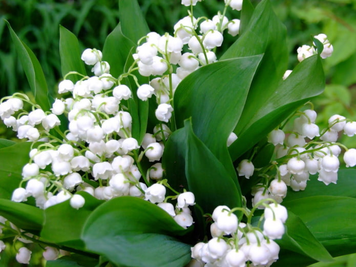 flowering lily of the valley