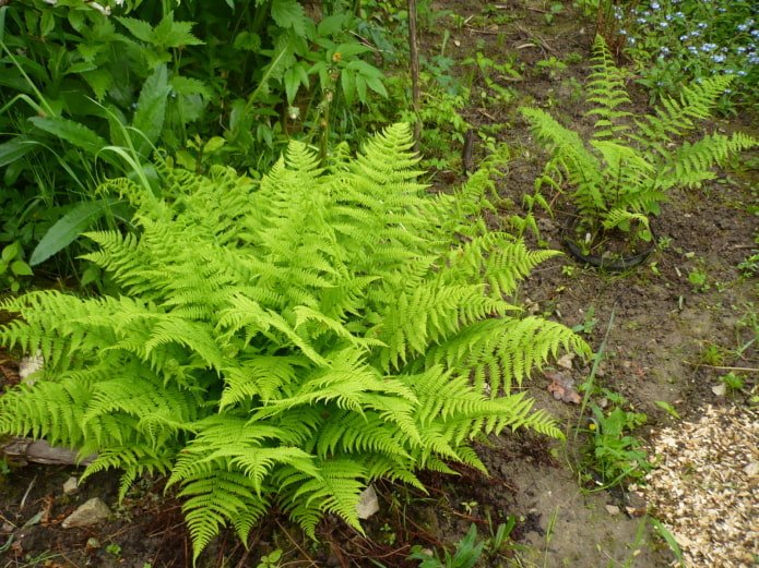 fern in the garden