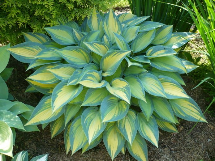 blue hosta