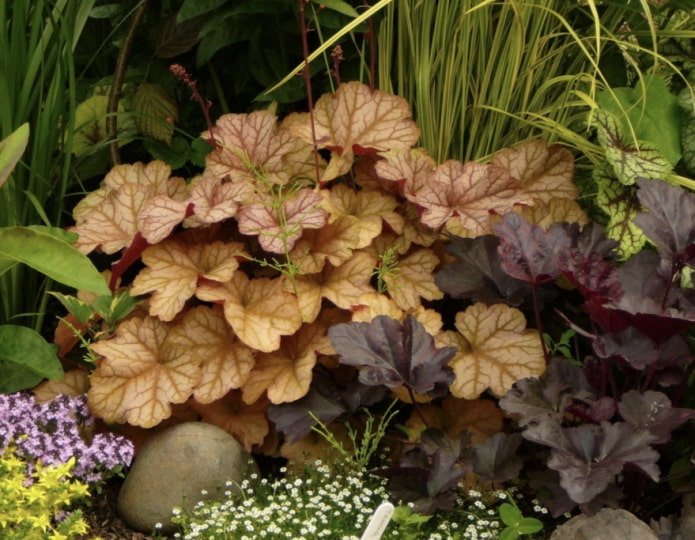 heuchera leaves