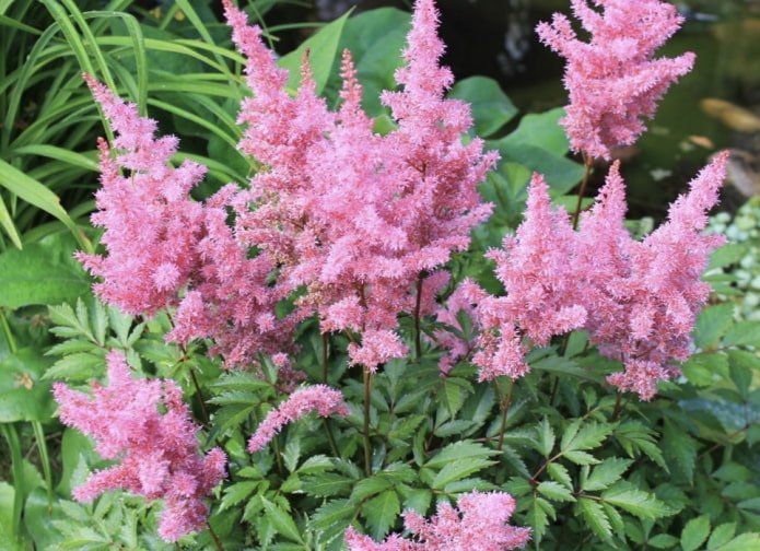pink astilbe