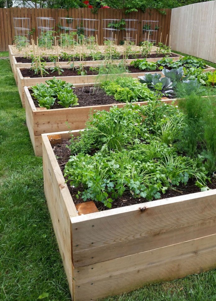 Raised beds