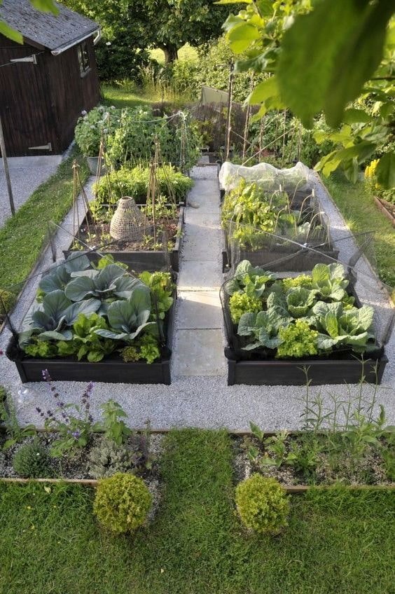 Vegetable garden with framed beds