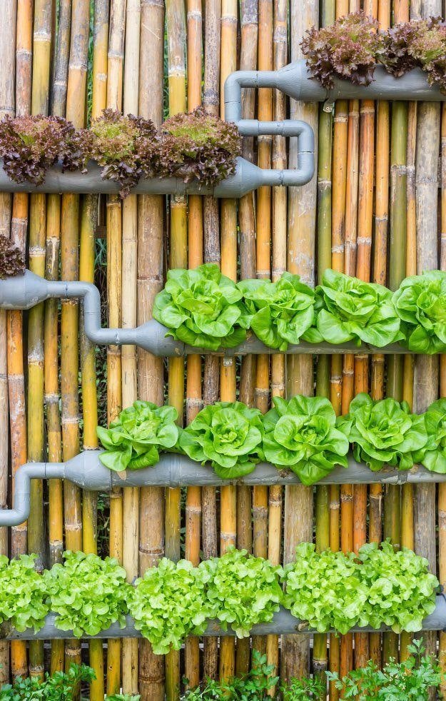 Greenery in pipes