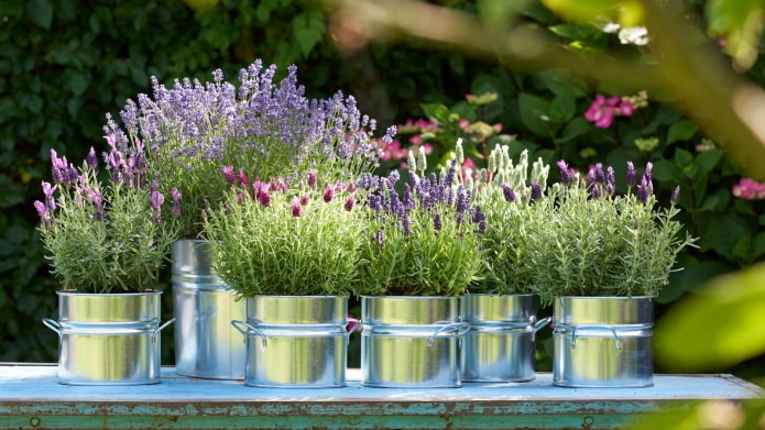 lavender in a flowerpot outdoors