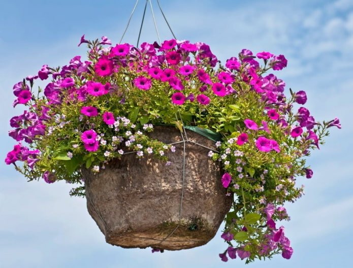 petunia in a flowerpot outside