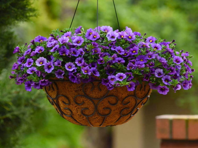 calibrachoa in a pot outdoors